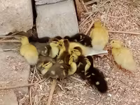Ducks — 사진 2