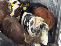 گاو و گوساله (گروه، جنسیت مشخص نشده), Simmental cattle — عکس 2