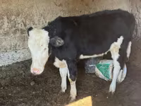 گاو ماده, Latvian Blue cattle — عکس 3