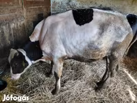 Lembu jantan, Holstein breed — foto 3