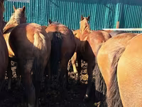 ცხენი, ცხენები — ფოტო 3