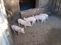 Knur, Świnie — zdjęcie 3