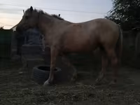 Stute, Palomino — Foto 5