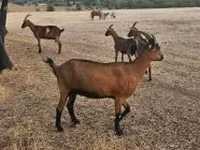بز ماده, Alpine goat — عکس 1