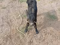 Býk, Swiss cattle — foto 4