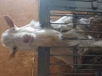 Capra, Capre — foto 4