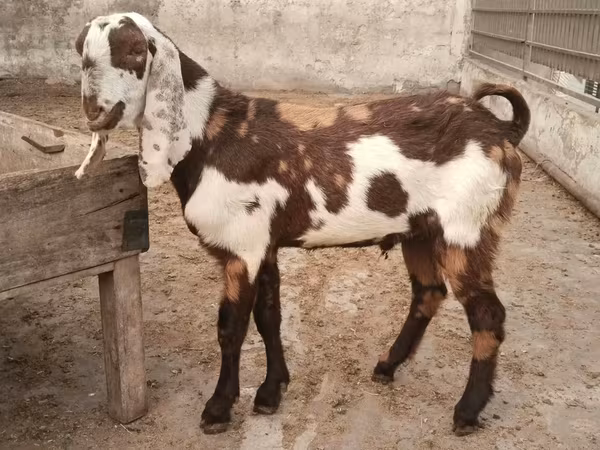 Goats (batch, sex not specified), Goats — Pakistan