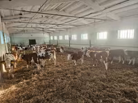 گاو نر, Simmental cattle — عکس 5