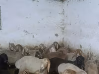 Kambing jantan, Arashan sheep — foto 4