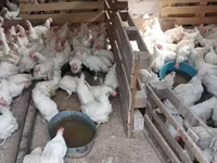 Chickens — foto 2