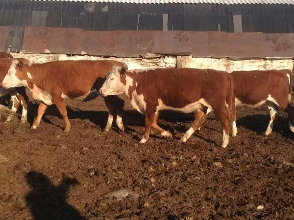 گاو ماده, Swiss cattle