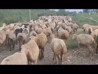 میش, گوسفند — عکس 8