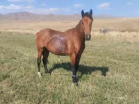 Horse (M), Horses — photo 3