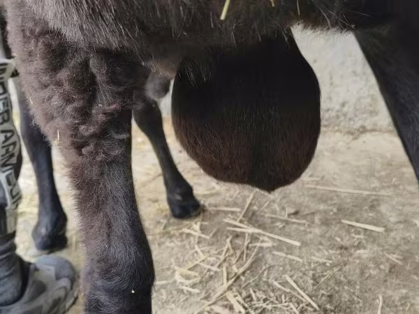 Хуц, Hissar sheep