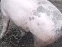 หมูป่าตัวผู้, หมู — รูปภาพ 2