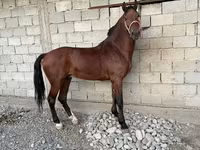 Адуу, Akhal-Teke — 1 зураг