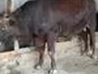Lembu jantan, Red Steppe Cow — foto 6