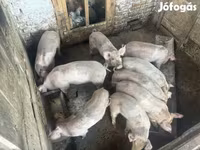 Schweine (Partie, Geschlecht nicht angegeben), Schweine — Foto 2