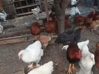 브라마 — 사진 2