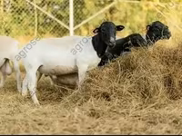 Bélier, Dorper sheep — photo 3