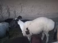 قوچ, گوسفند — عکس 2