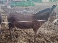 Hingst, Heste — foto 4