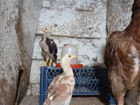 Chickens — foto 2