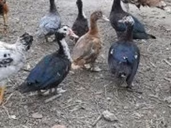 Ducks