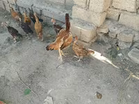 Chickens — zdjęcie 3