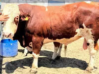 Tyre, Simmental cattle — foto 5