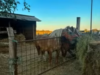 Φοράδα, Hungarian horse breed — φωτογραφία 5