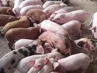 Eber, Schweine — Foto 1