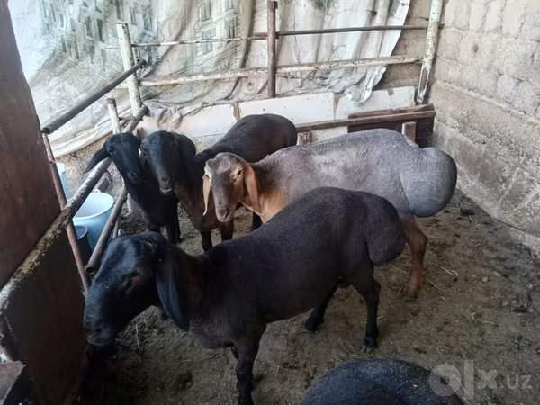 كبش, Rhon sheep