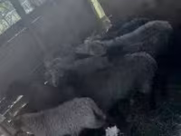 Beran, Merino sheep — foto 2