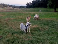 Kambing betina, Goats — foto 3