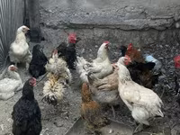 Chickens — foto 2