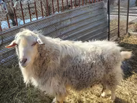 تيس, Saanen goat — الصورة 1