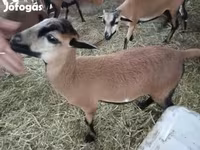 Schaap, Cameroon sheep — foto 3