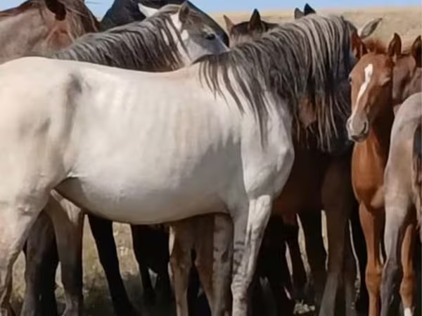 Jument, Chevaux