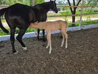 ม้าตัวเมีย, Akhal-Teke — รูปภาพ 4