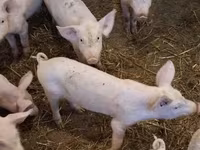 Babi betina, Pigs — foto 2