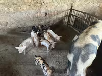 Doofaar dhaddig, Pigs — sawirka 3