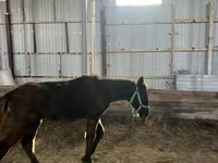 Cavallo, Cavalli — foto 2