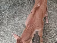 ላም, Limousin cow — ፎቶ 2