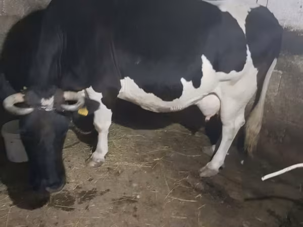 Vacă, Rasa Holstein