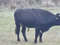 Bull, Simmental cattle — photo 4