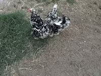 Brahma — foto 2