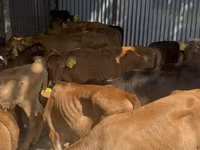 Lembu jantan, Aberdeen-Angus — foto 5