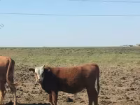 Boğa, Kalmyk ırkı — foto 2