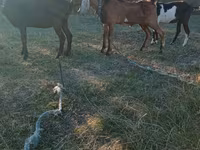 Bode, Nubian Goat — foto 2